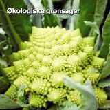 Økologiske grønsager