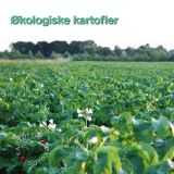 Økologiske kartofler