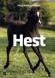 Hest